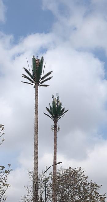 Palme als Sendemast